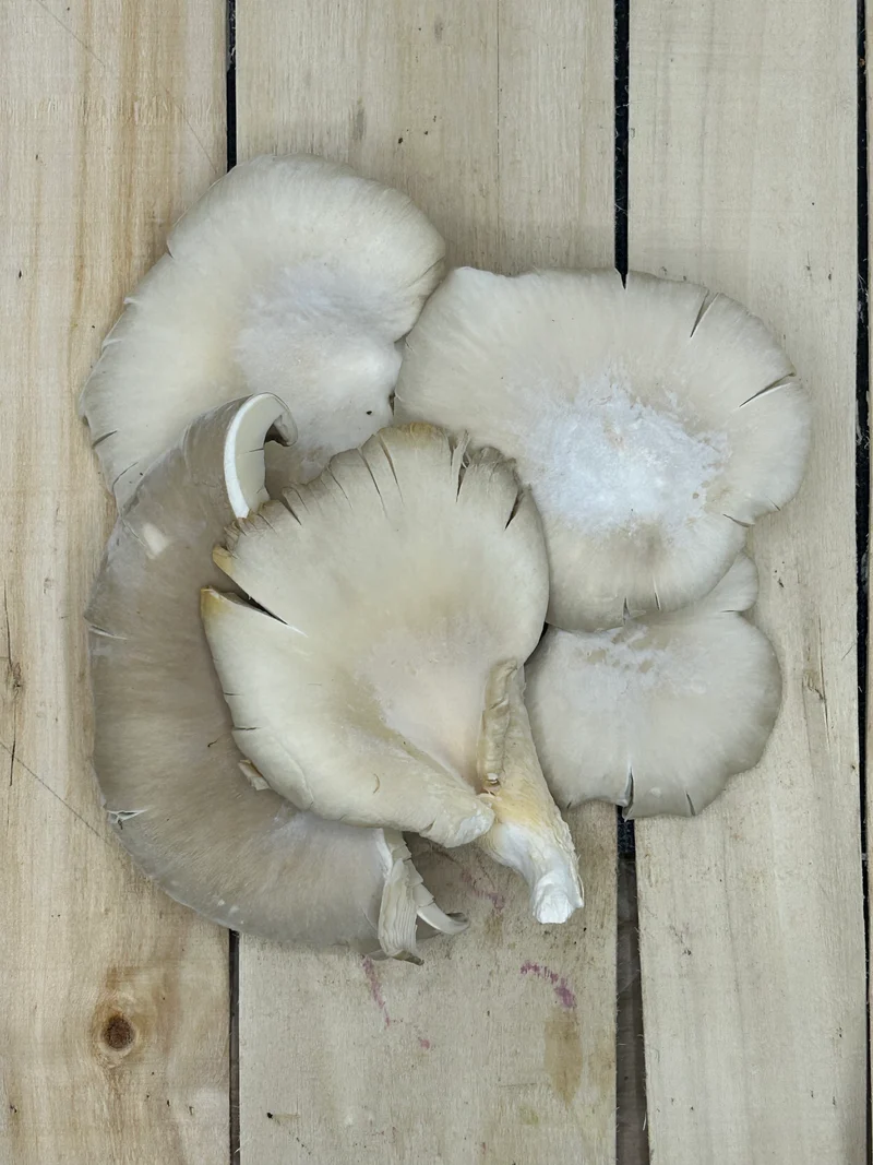 Champignon Pleurotte +/- 250gr