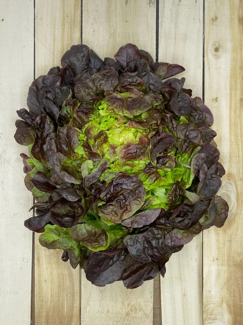 Laitue Feuille de Chêne Rouge